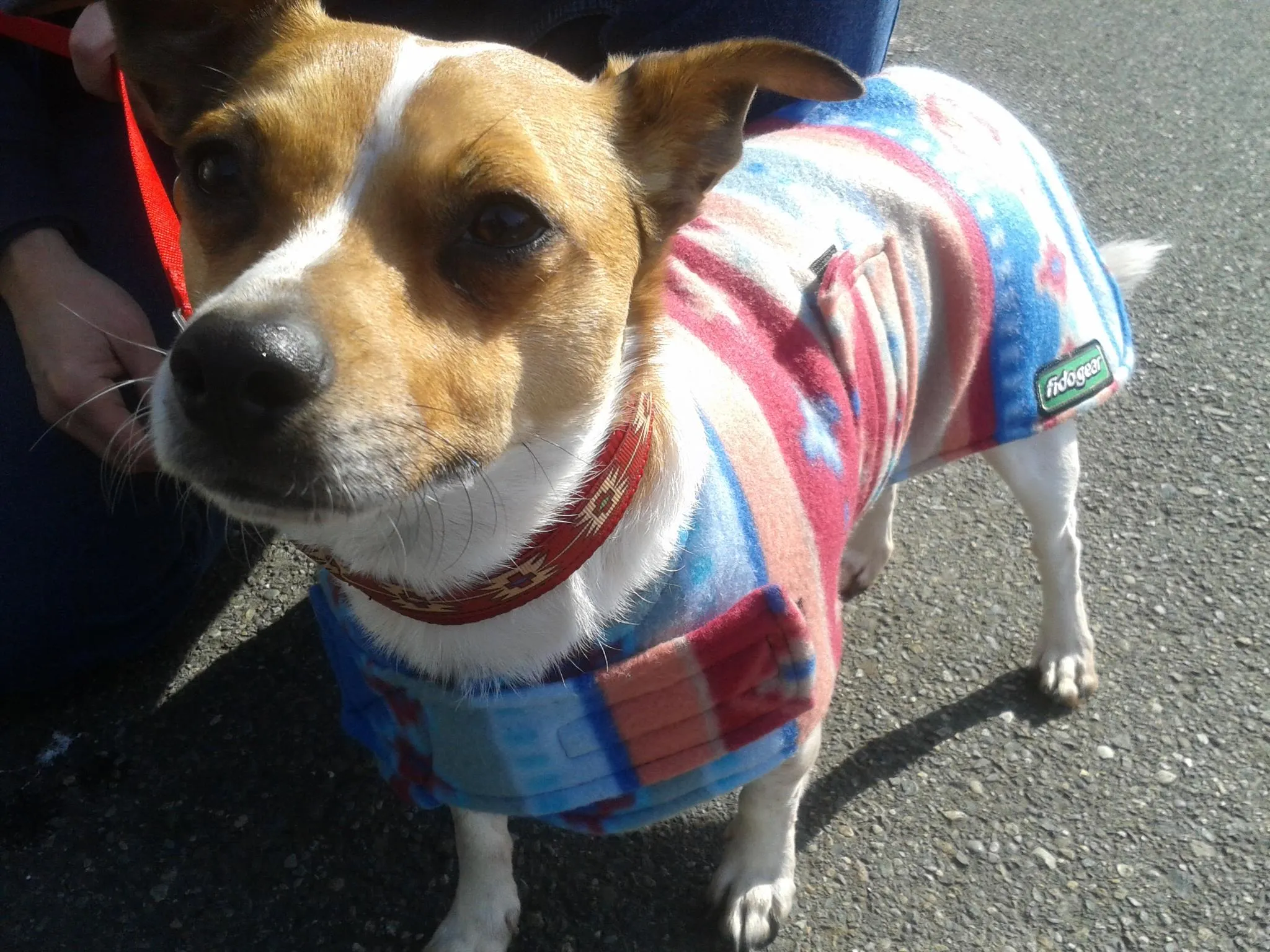Dog Coat - Polar Coat