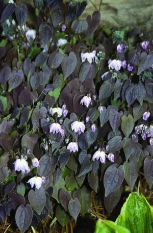 Epimedium youngianum Tamabotan